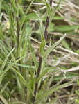 Entireleaf Indian paintbrush